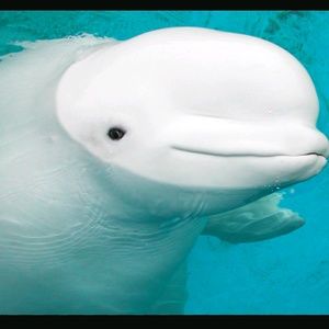 Meet your Posher, Julian